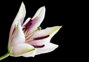 Blumen Flaschka Augsburg / Inspiration