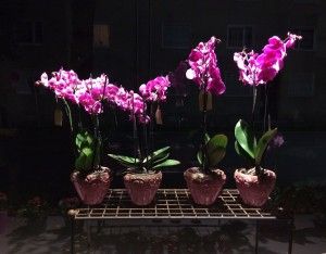 Blumenladen in Augsburg - Orchideen