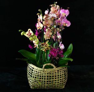 Orchideen in einem Korb