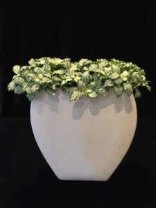 Blumen im Topf