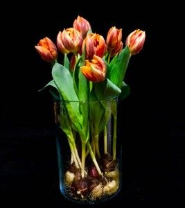 Tulpen mit Wurzeln in Glasvase