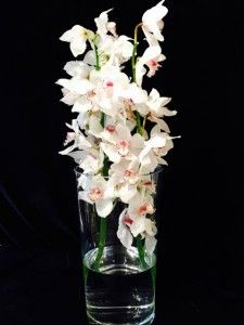 Glasvase mit weißen Orchideen